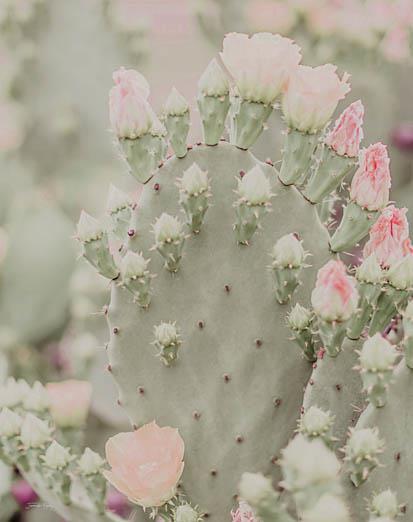 Blooms Abound III By Jennifer Rigsby (Framed) - Green