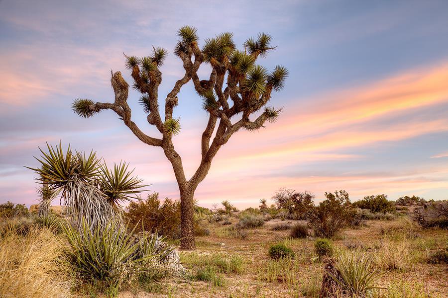 Joshua Tree Sunrise By Danita Delimont - Blue