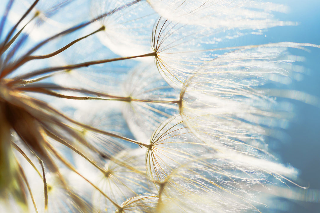 Framed Small - Make A Wish - Blue