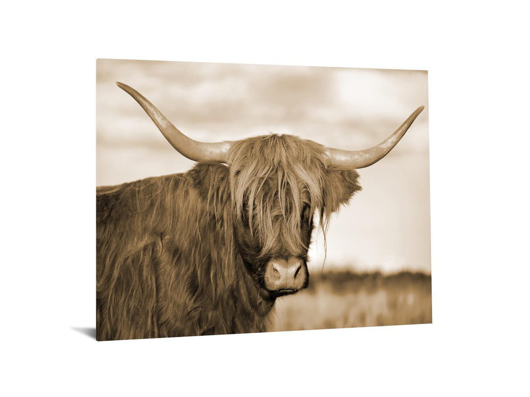 Tempered Glass With Foil - Highland Cow 1 - Light Brown