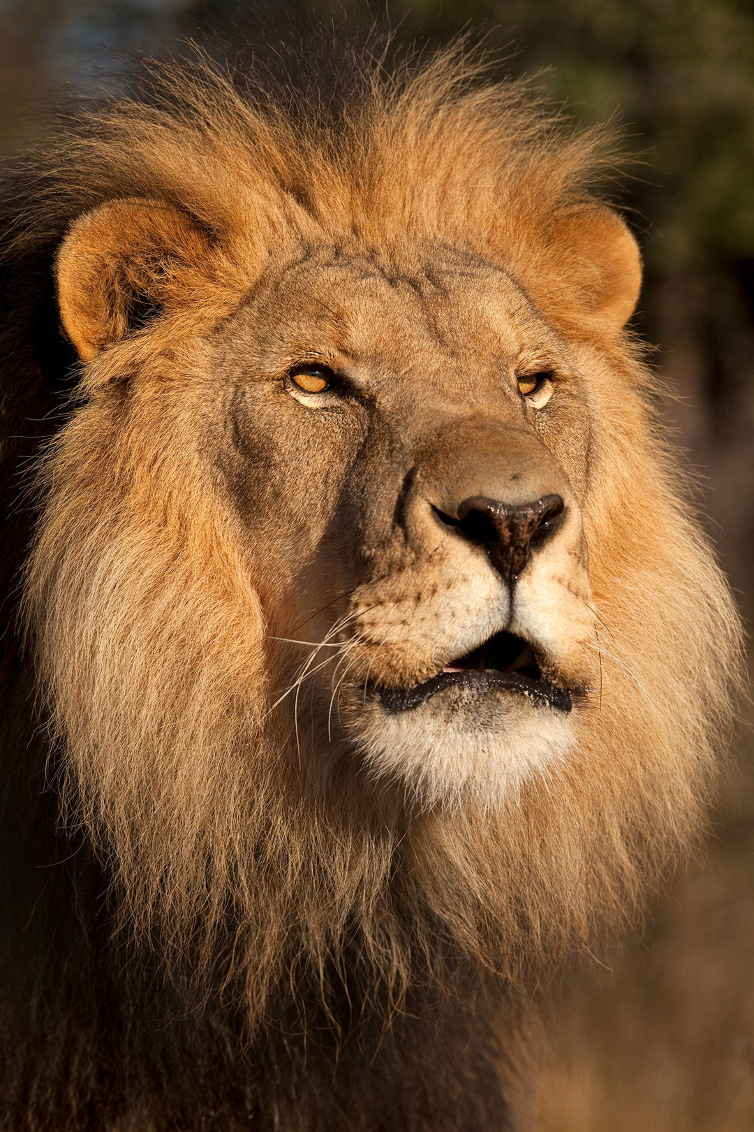 Lion At Sunset By Jimmy&