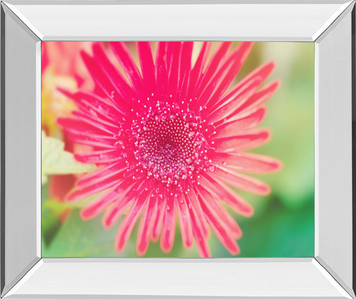 Pink Gerbera By Susan Bryant - Mirror Framed Print Wall Art - Pink