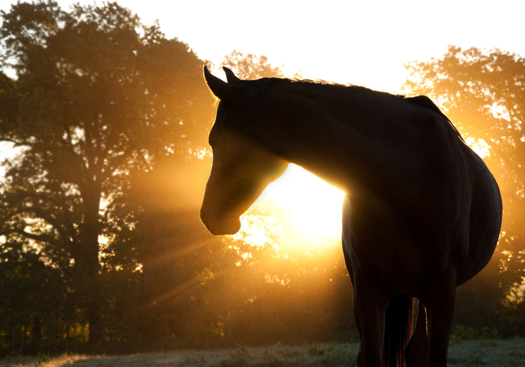 Horse Silhoutte - Dark Brown