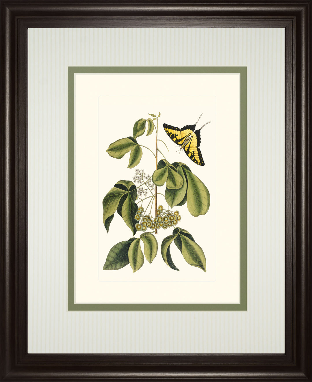 Papilio Antilochus By Marc Catesby - Framed Print Wall Art - Green