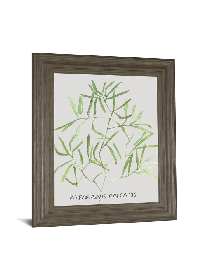 Asparogus Falcatus By Katrien Soeffers - Framed Print Wall Art - Green