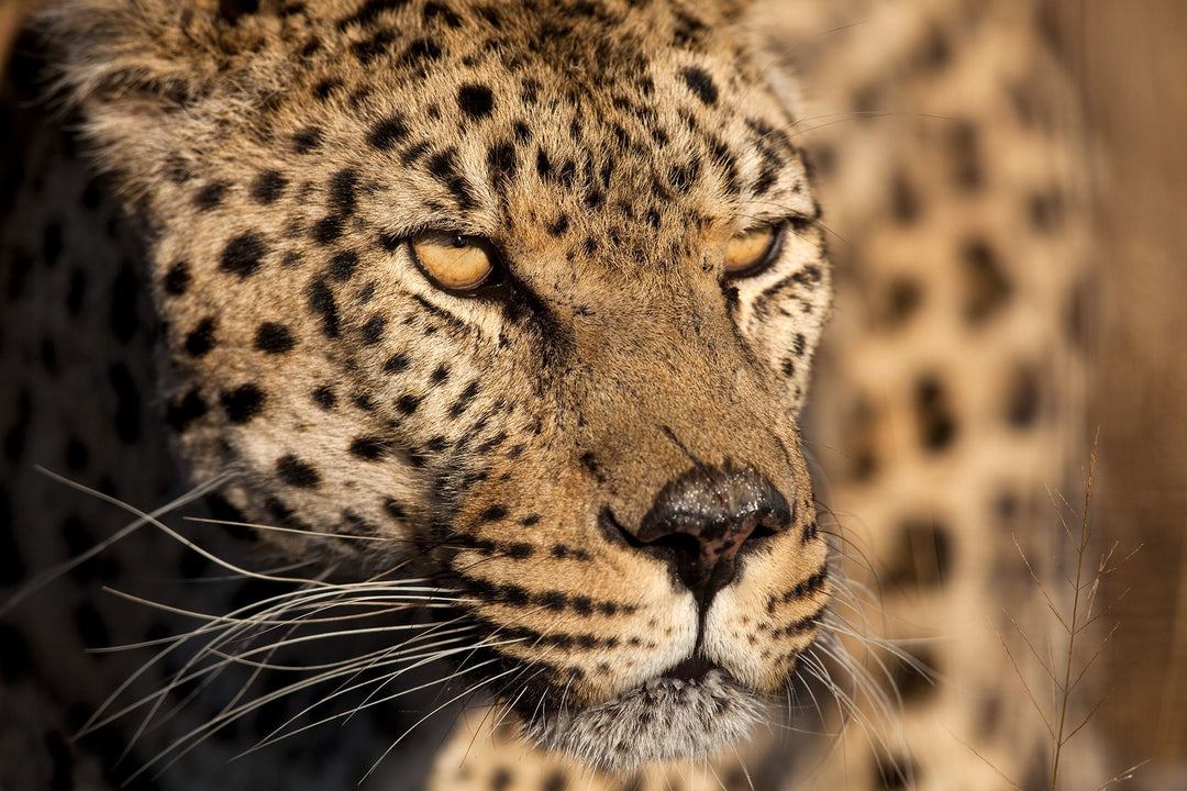 Cheetah Stare By Jimmy'z - Dark Brown