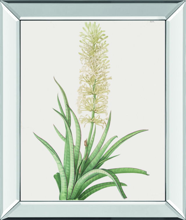 Sansevieria Zeylancia By Pierre Joseph Redoute - Mirror Framed Print Wall Art - White