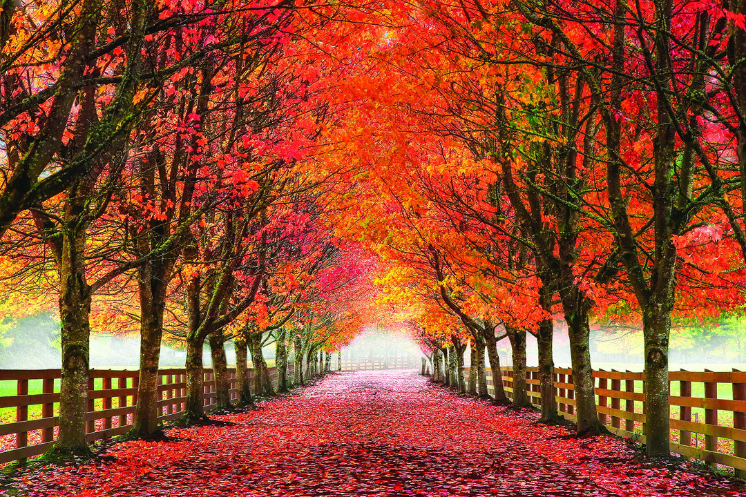 Small - North Bend Trees By Aaron Reed - Red