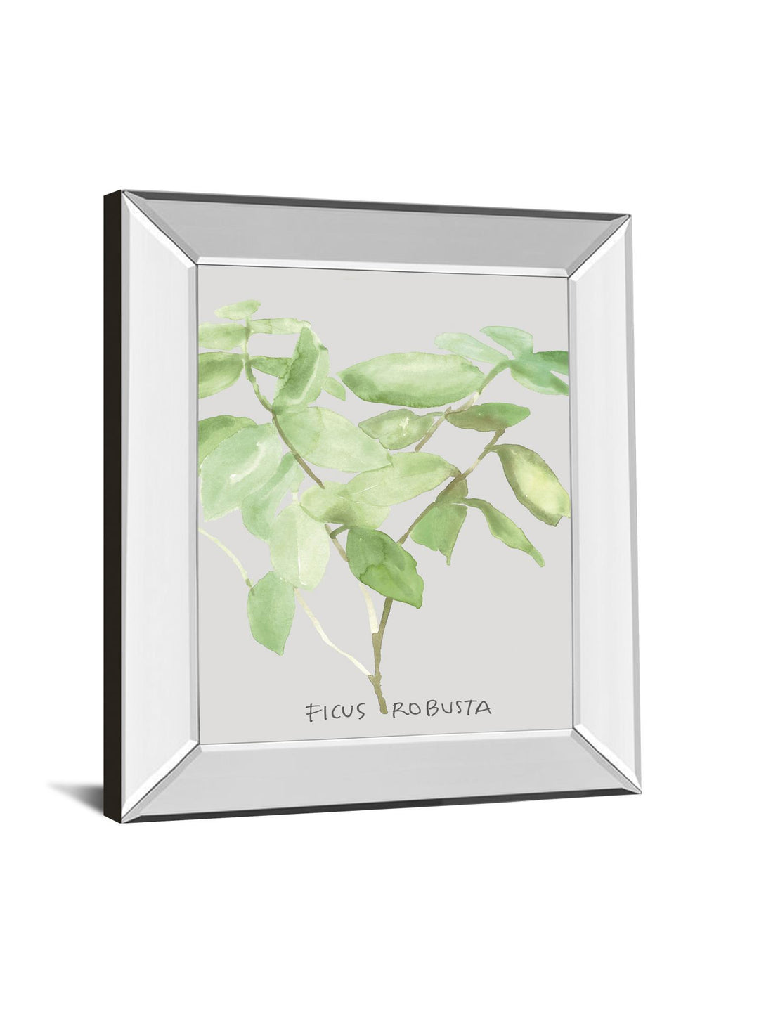 Ficus Robusta By Katrien Soeffers - Mirror Framed Print Wall Art - Green