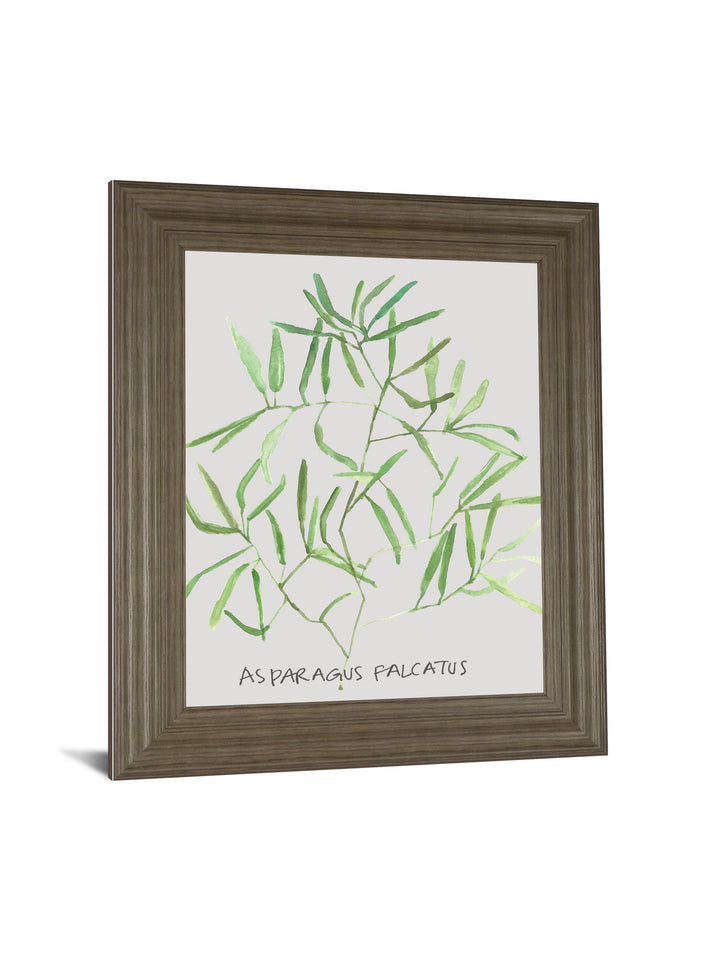 Asparogus Falcatus By Katrien Soeffers - Framed Print Wall Art - Green