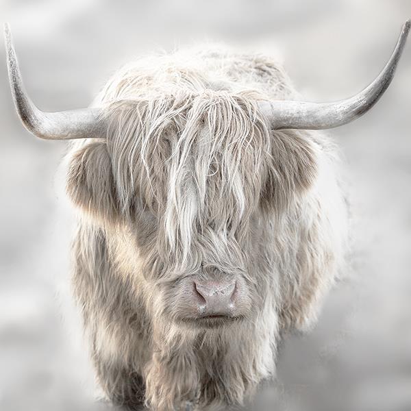Soft Solo Highland By Danita Delimont (Framed) - Gray