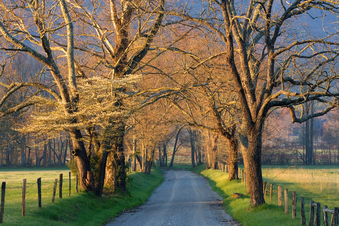 Framed Small - Sunset Path By Jimmy'z - Green