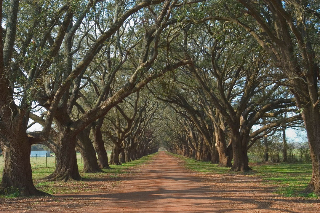 Framed - Oak Alley By Alexey - Green