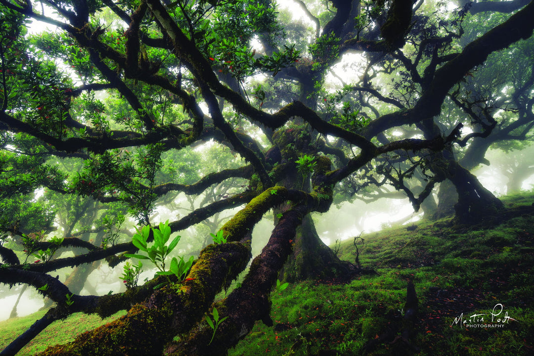 Tentacles By Martin Podt - Green