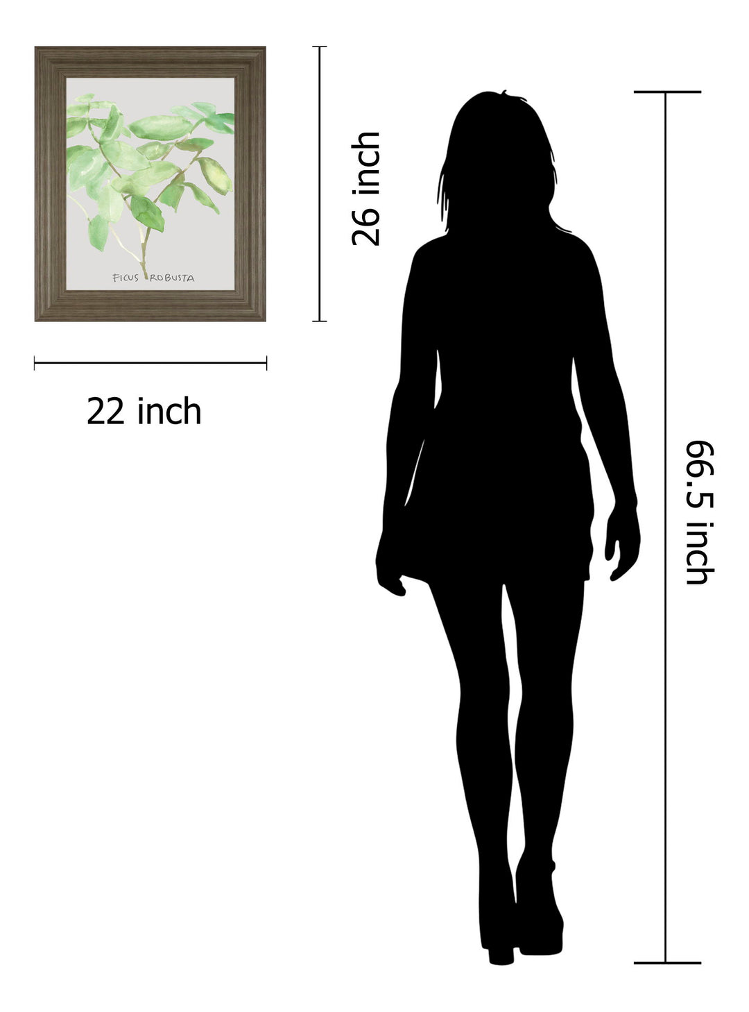 Ficus Robusta By Katrien Soeffers - Framed Print Wall Art - Green