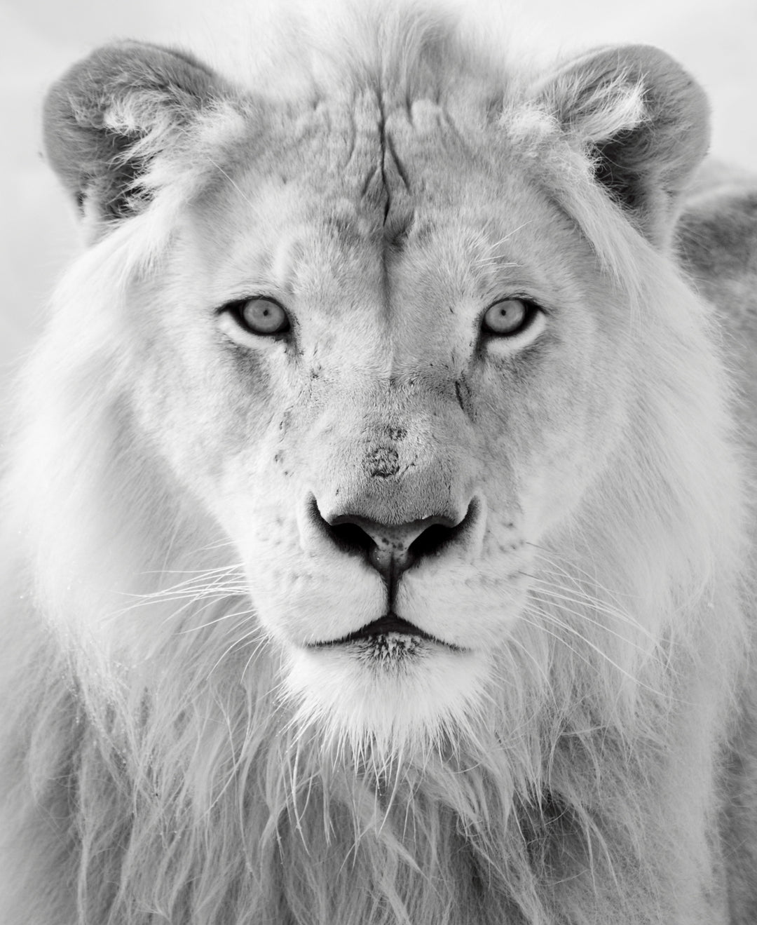 Black And White Lion - White