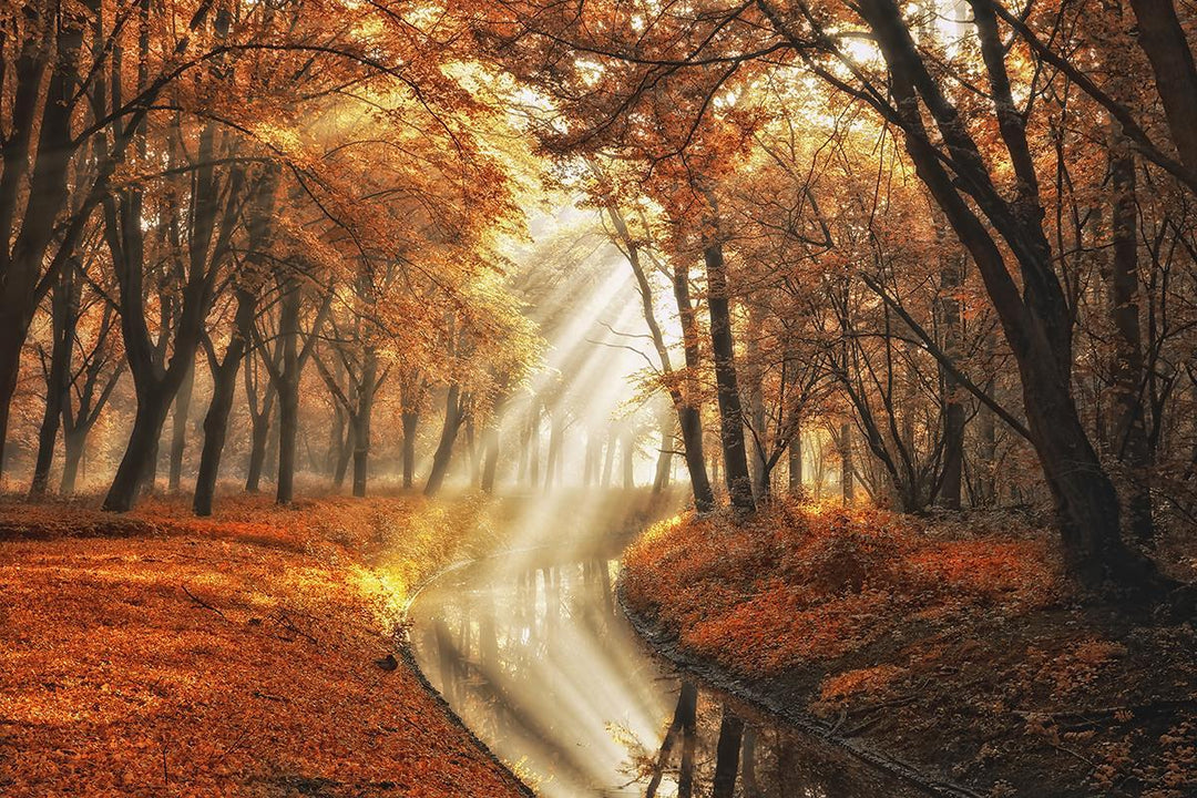 Little Black Duck By Lars Van De Goor - Orange