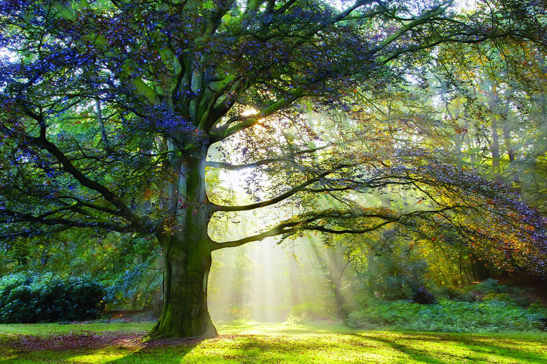 Small - The Natural Queen By Lars Van De Goor - Green