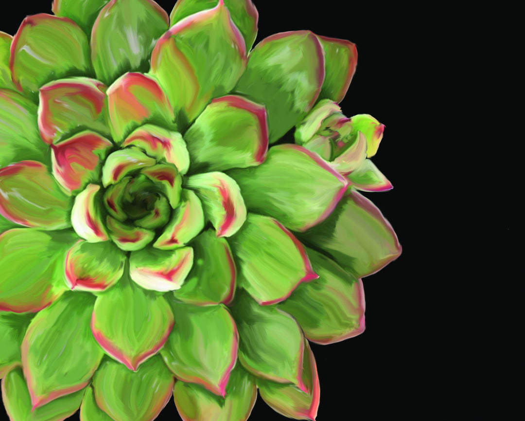 Framed - Succulent Elegans II By Jg Studios - Green