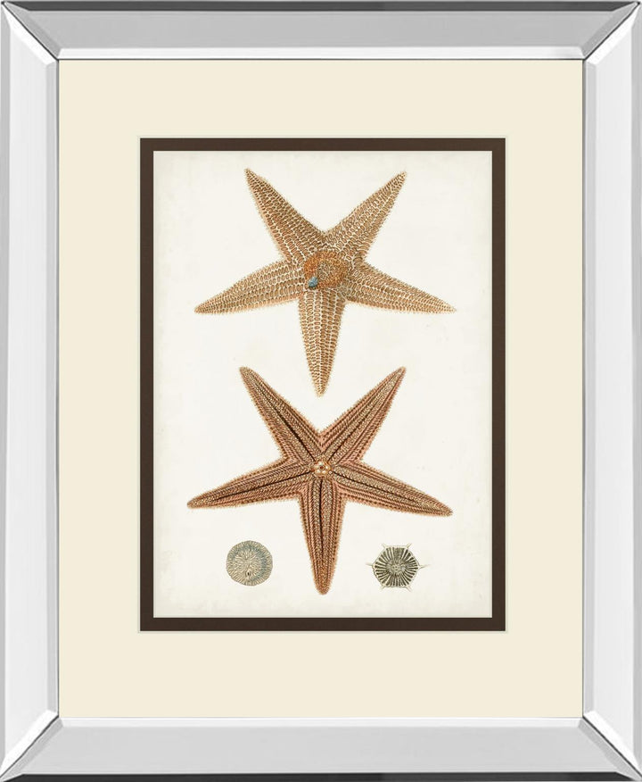Coastal Curiosity I By Unknown - Light Brown
