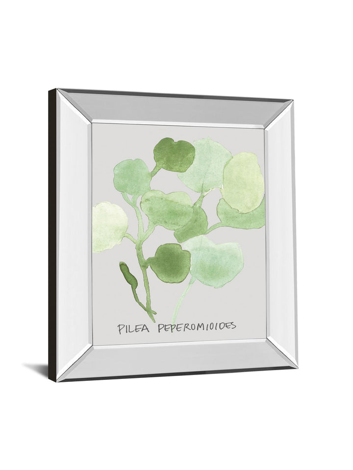 Pilea Peperomioides By Katrien Soeffers - Mirror Framed Print Wall Art - Green