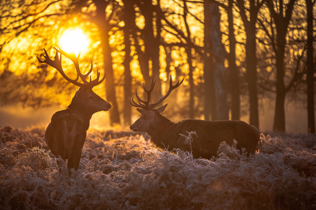 Framed - Deer At Dusk - Yellow