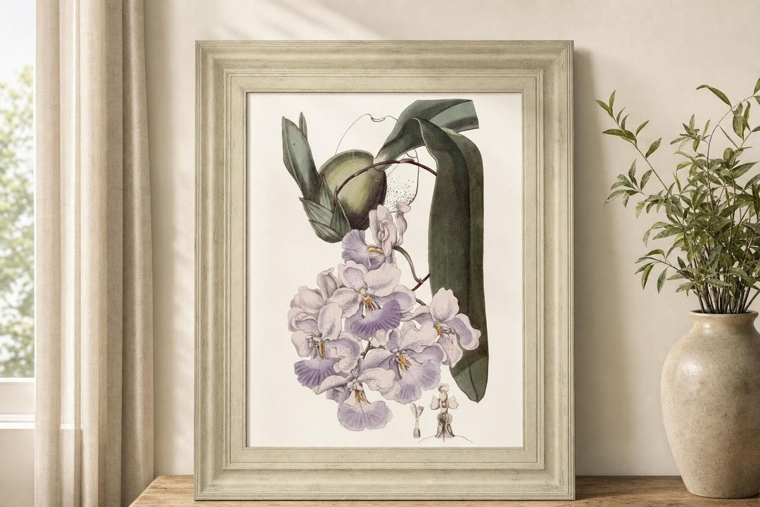 22x26 Lavender Beauties V By Edwards - Pink
