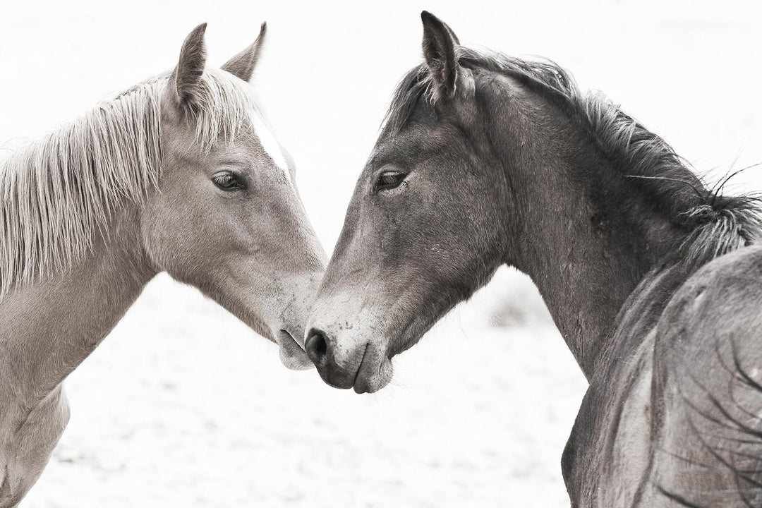 Framed Small - Gentle Herd By Danita Delimont - Dark Gray