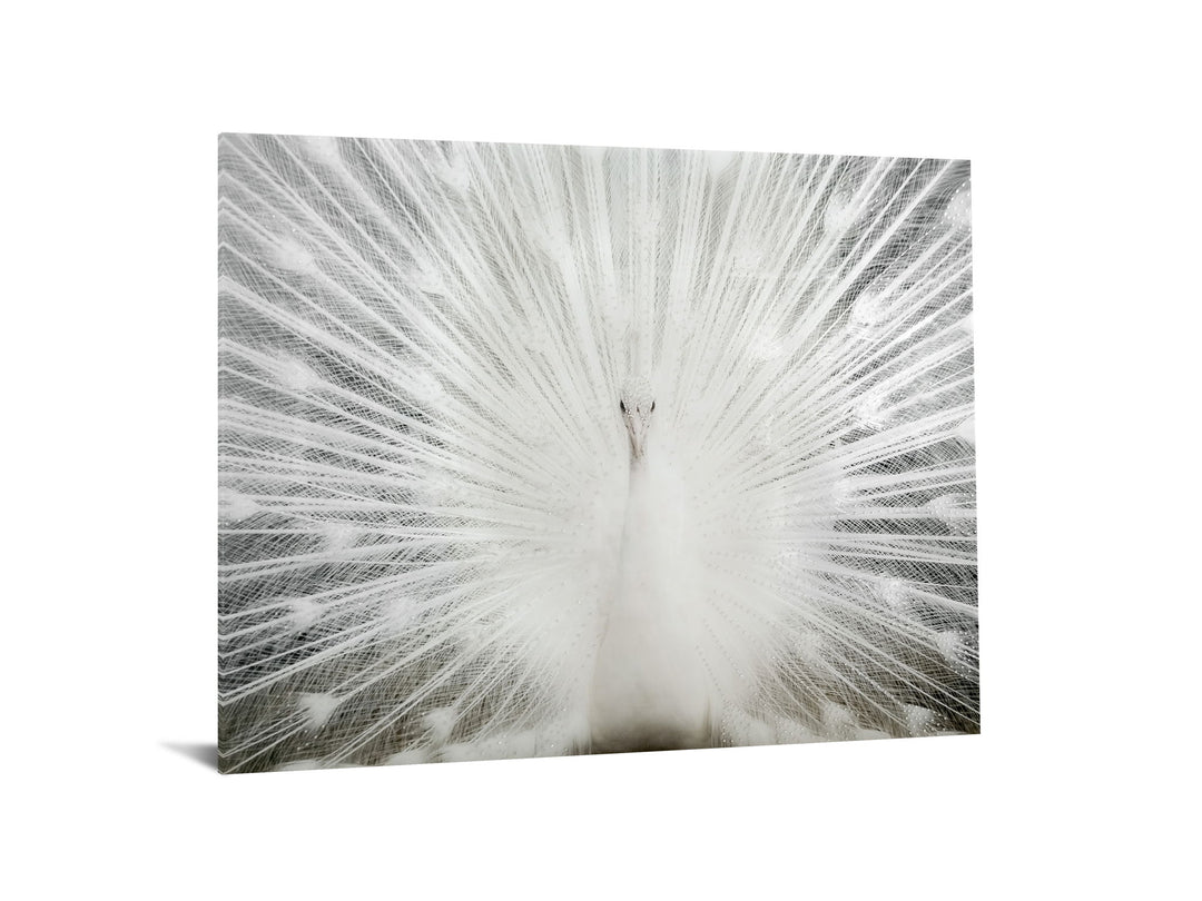 Tempered Glass With Foil &amp; Rhinestones - Peacock - Gray