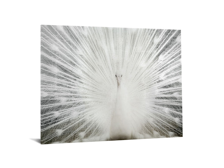 Tempered Glass With Foil &amp; Rhinestones - Peacock - Gray