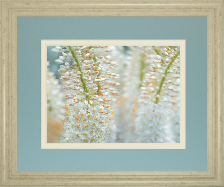 Humbled By Frank Assaf - Framed Print Wall Art - White