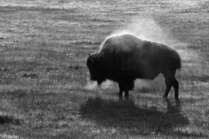 Tempered Glass - B&amp;W Buffalo - Dark Gray