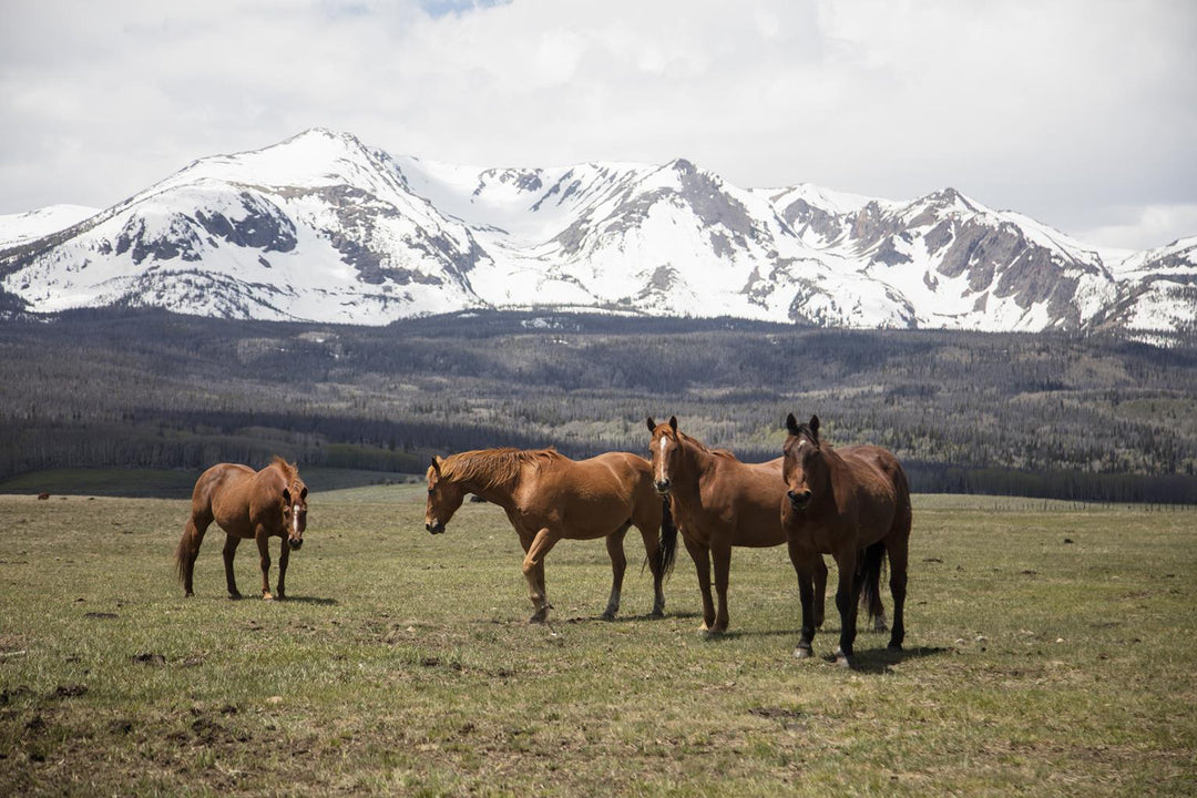 Horse Perspective By Piddix (Framed) - Green