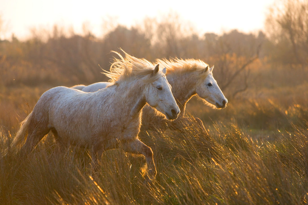 Framed Small - Two Horses Galloping By Jimmy&