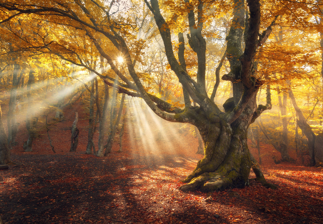 Framed - Rays Of Light - Yellow