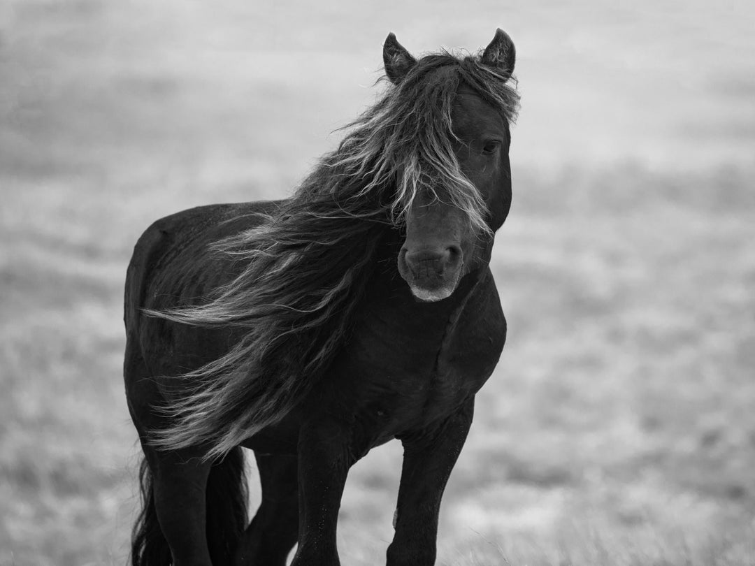 Small - Iclandic Mare By Carol Walker - Dark Gray