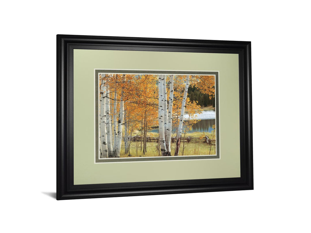 Birch Beauty By Mike Jones - Framed Print Wall Art - White