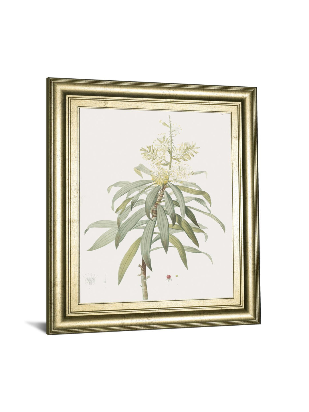 Dracaena Reflexa By Pierre Joseph Redoute - Framed Print Wall Art - Green