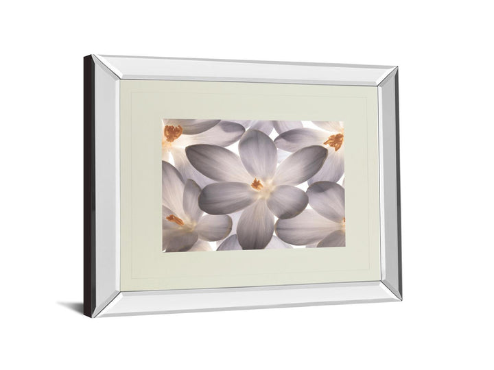 Petal Perfect By Assaf Frank - Mirror Framed Print Wall Art - Dark Gray