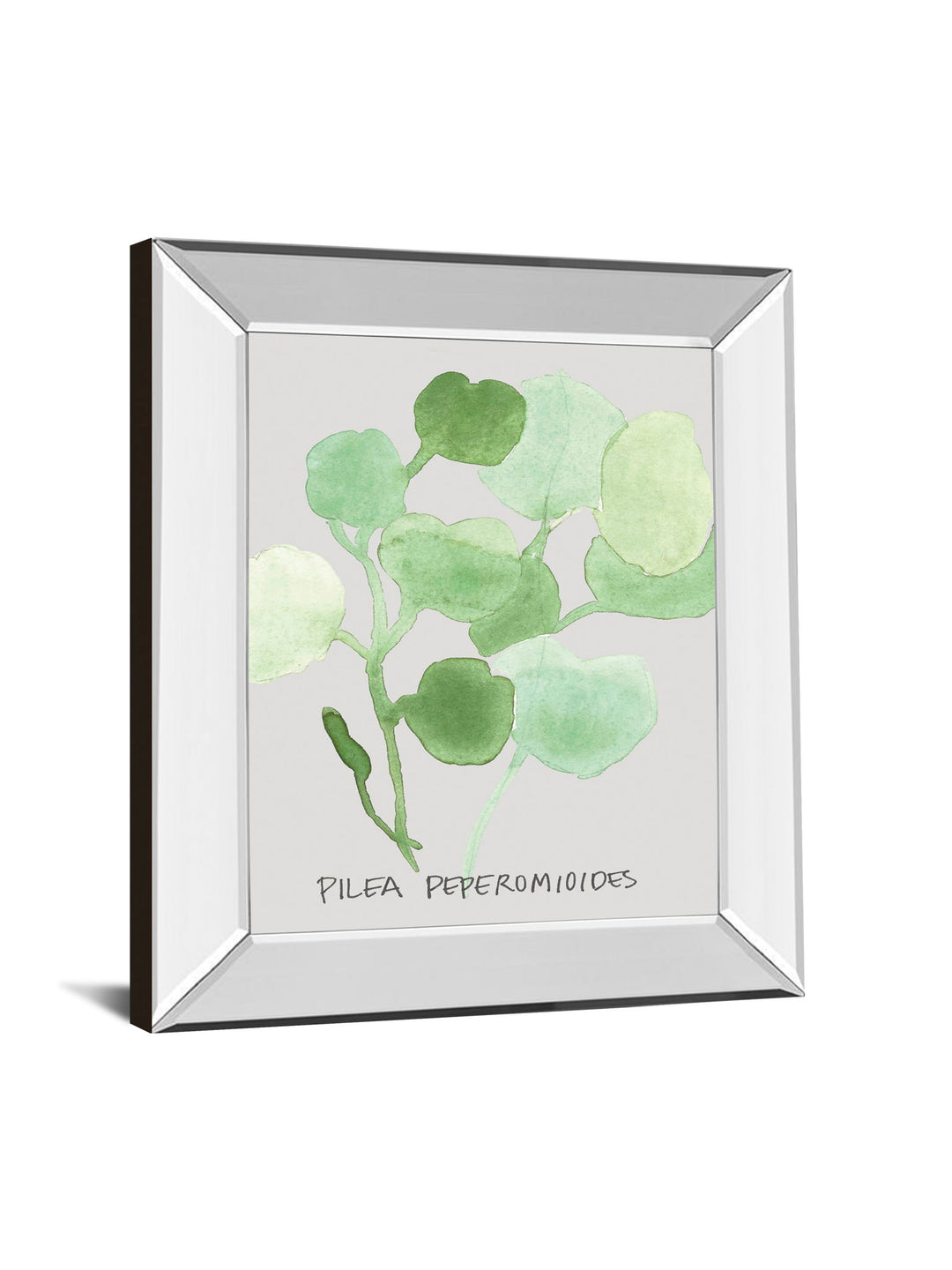 Pilea Peperomioides By Katrien Soeffers - Mirror Framed Print Wall Art - Green