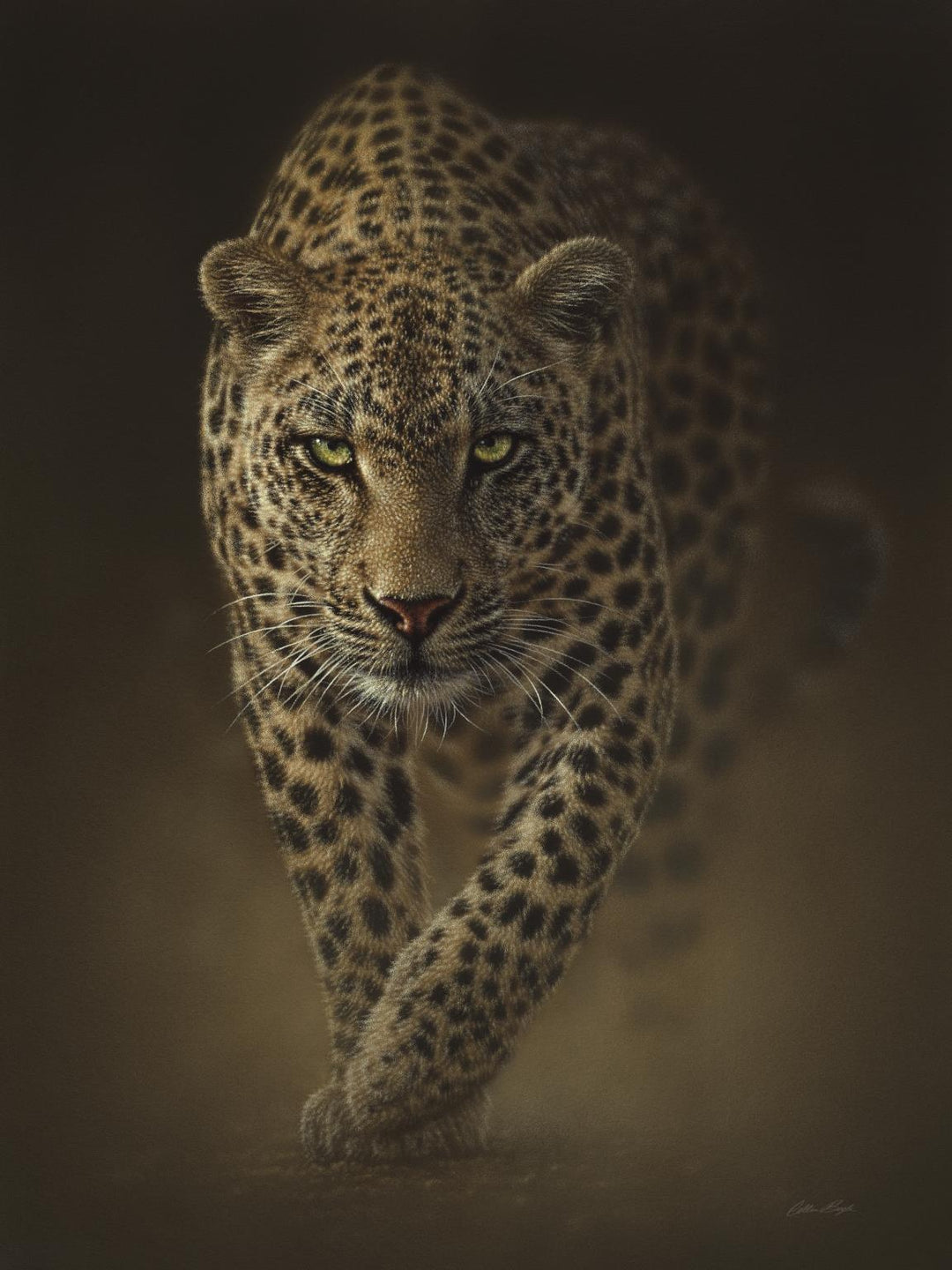 Leopard By Collin Bogle - Dark Brown